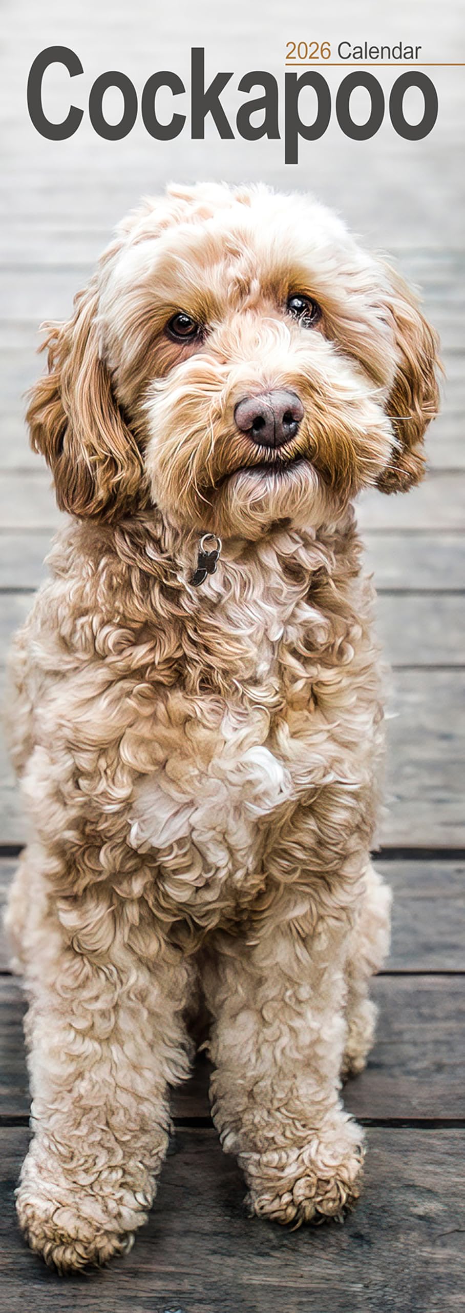 Cockapoo Slim 2026 Calendar | Slimline Wall Calendar | Dog Breed Gift | Plastic Free Packaging | by Avonside Publishing