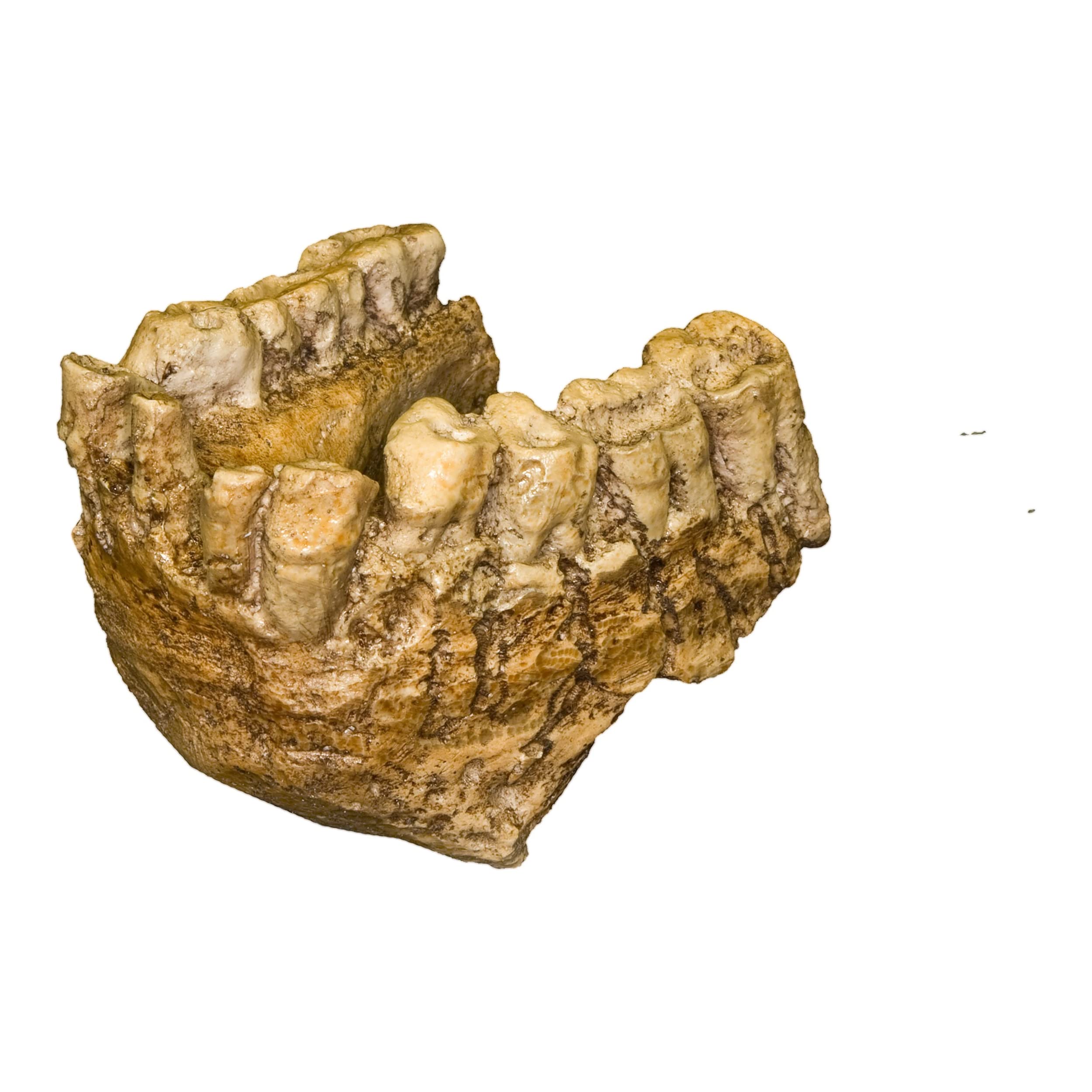 Gigantopithecus Jaw (Teaching Quality Recreation)