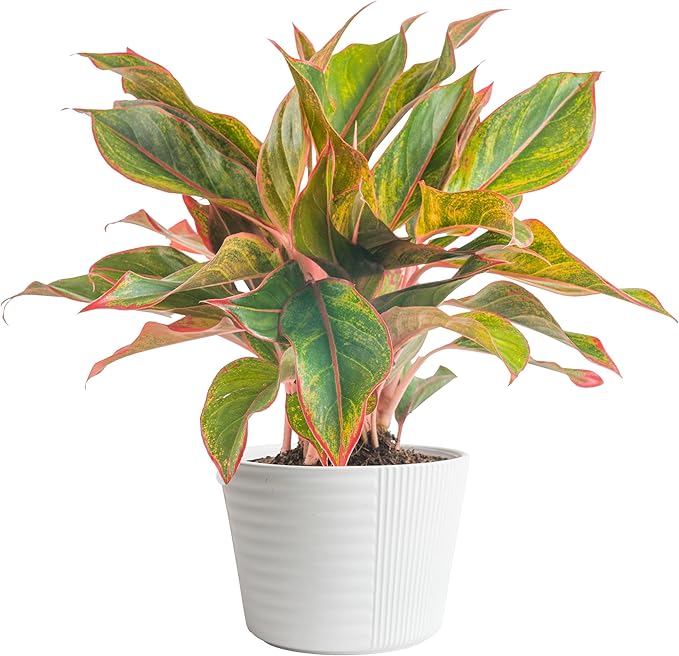Costa Farms Chinese Evergreen, Easy to Grow Live Indoor