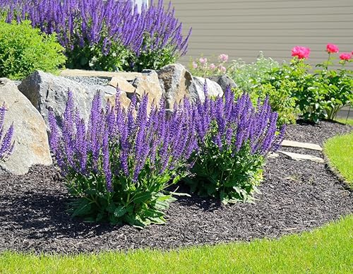 Semillas de salvia azul - Valiosa flor de salvia de jardín