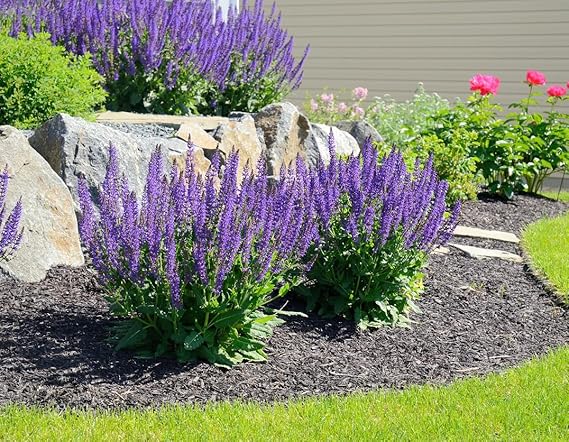 Blue Sage Seeds - Valuable Garden Salvia Flower - 2000 Seeds