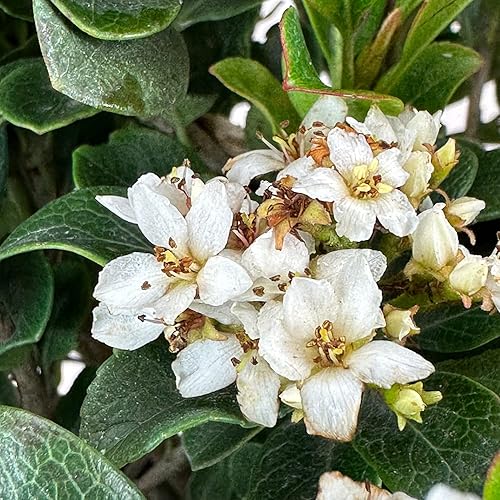 Miniatura 2 de Blooming & Beautiful - Southern Moon Yedda Hawthorn - 3 gal - Monrovia - Arbusto de hoja perenne - Flores blancas de primavera - Follaje verde -