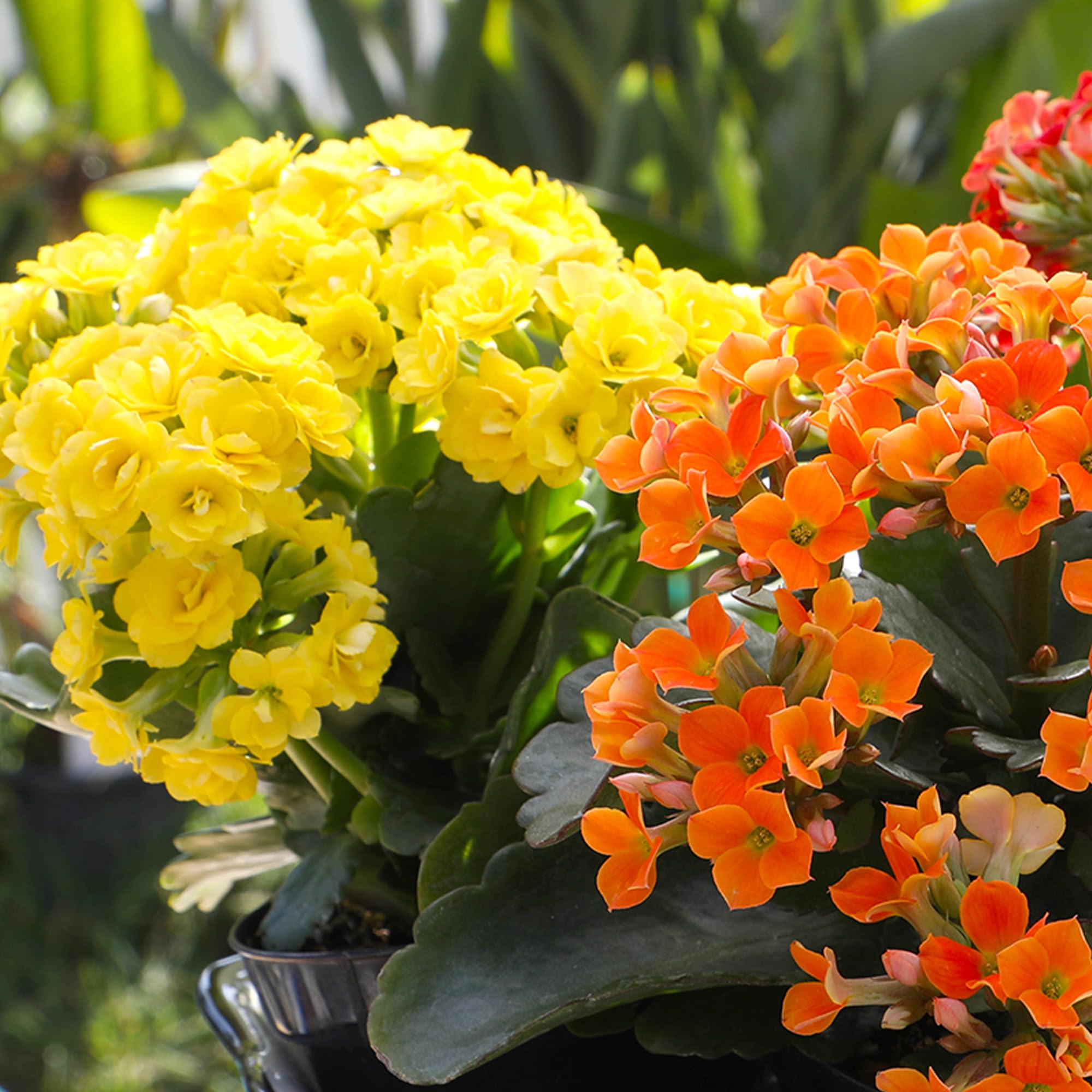 Amazon.com : Florist Kalanchoe Live Succulent Plants (3 Pack), Flowering Flaming  Katy Succulents, Easy Plant Care, Approx. 7 in. Tall, Drought-Tolerant  Indoor Houseplants in 3.5 in Pots : Patio, Lawn & Garden