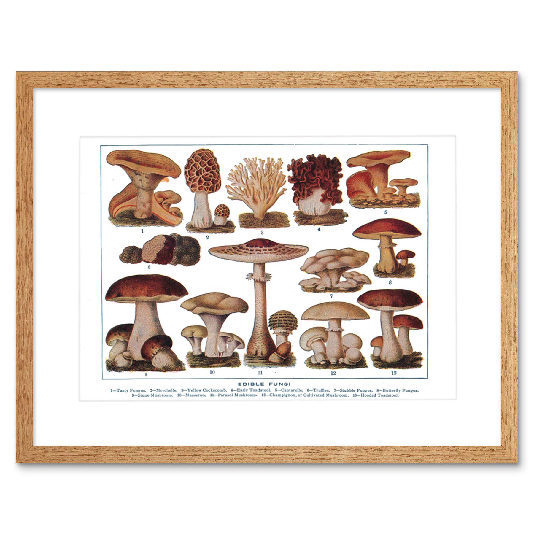 Wee Blue Coo Edible Fungi Mushrooms Scientific Plant Picture Framed Wall Art Print