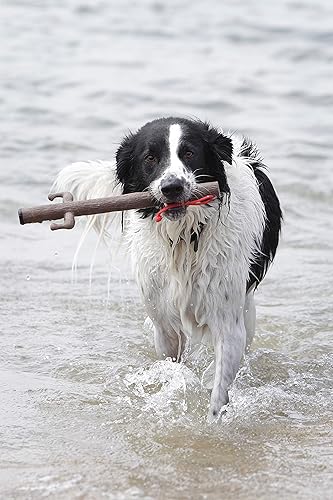 Miniatura 2 de DOOG - The Sticks Baby "Barkley" Fetch Toys más seguro que los palos reales, sin astillas, ojos que brillan en la oscuridad, flotadores, fáciles de