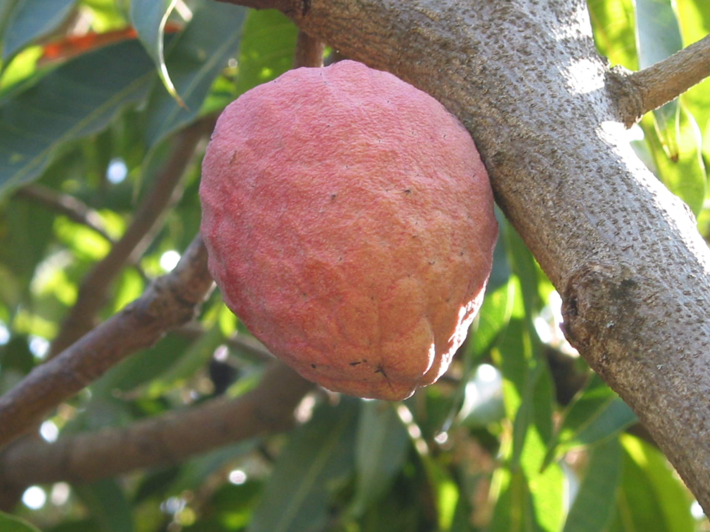 Royal Paradise Garden Rare Red Custard Apple Fruit Seedling Live Plant (B07ZK8T2JP) Amazon Price History, Amazon Price Tracker