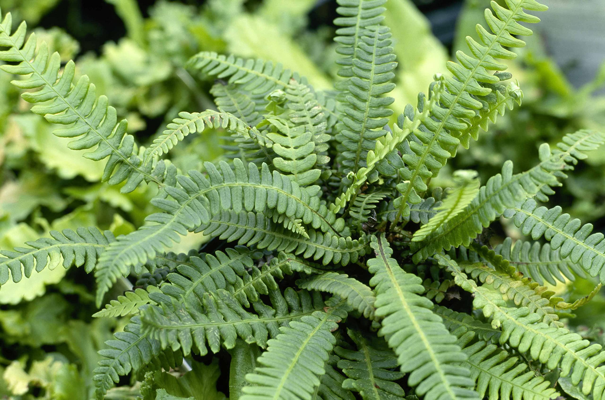 Stauden Gänge 1 x Blechnum spicant im 1 Liter Topf (Farn/Winterhart/Mehrjährig/Staude/Stauden/Immergrün) Rippenfarn - Immergrün und pflegeleicht für schattige Gärten