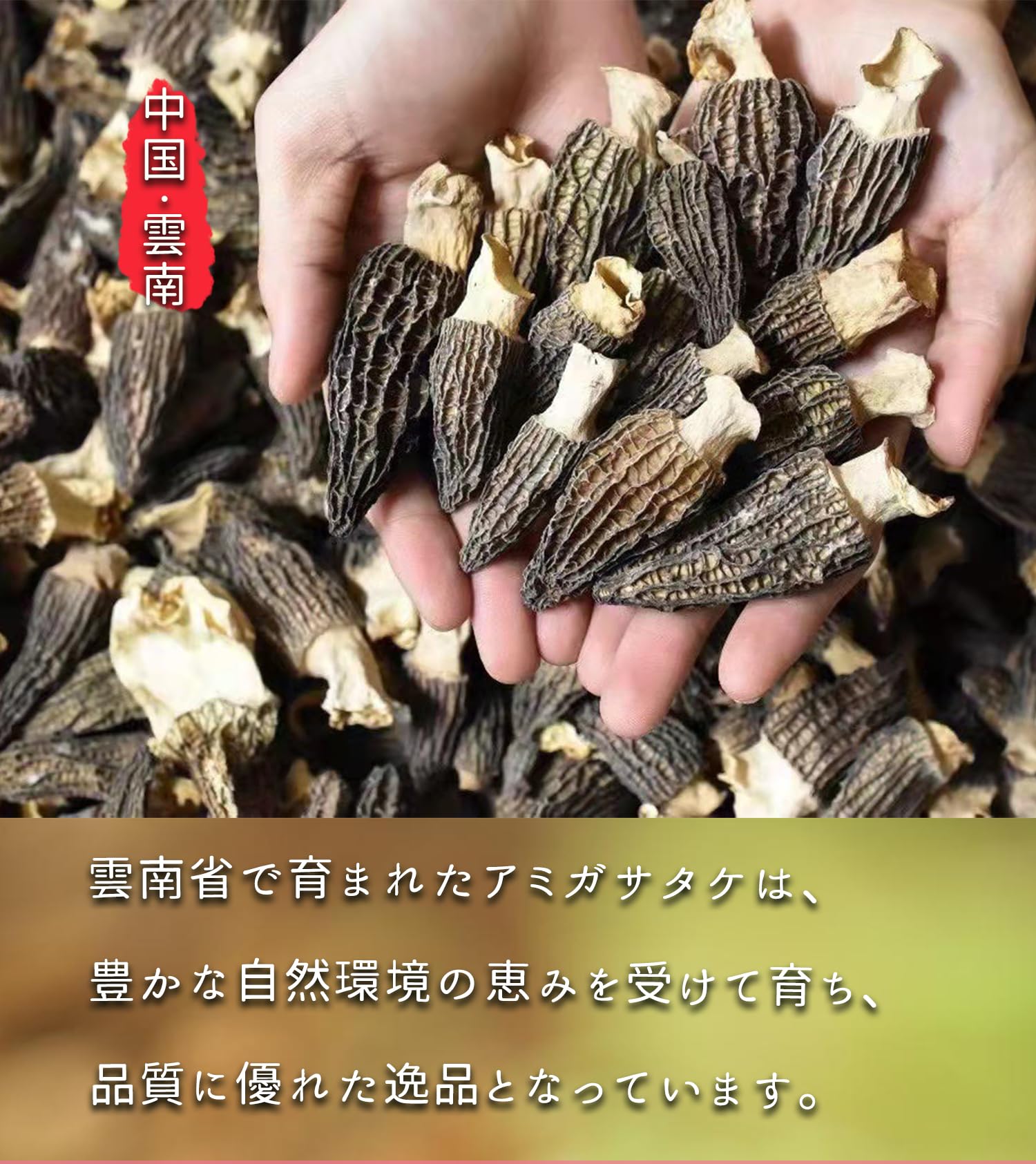 Amazon.co.jp: 乾燥アミガサタケ モリーユ羊肚菌（Morchella esculenta