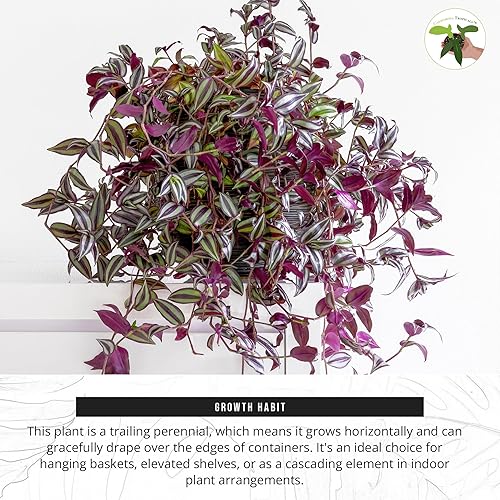 Miniatura 5 de California Tropicals Dark Desire Tradescantia - Plantas de interior únicas de esquina para una fácil purificación del aire en interiores, jardines y