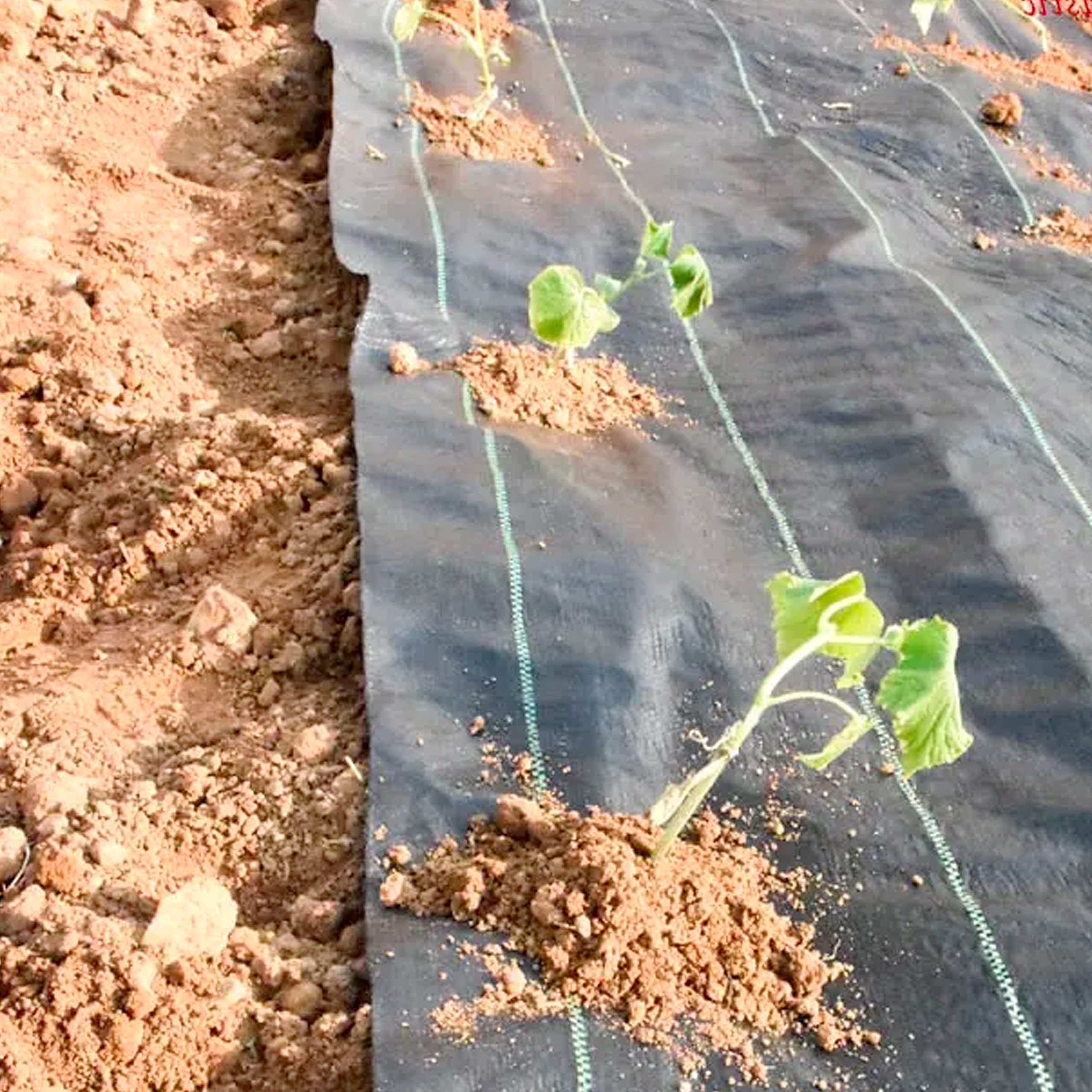 Telo Pacciamatura 90gr/mq in Rotoli Anti Erbacce Pacciamante per Giardino Orto Elevata Stabilizzazione Raggi UV Copertura Terreno Antialga Calpestabile Permeabile Drenante (H 160 cm x 100 M, Nero)