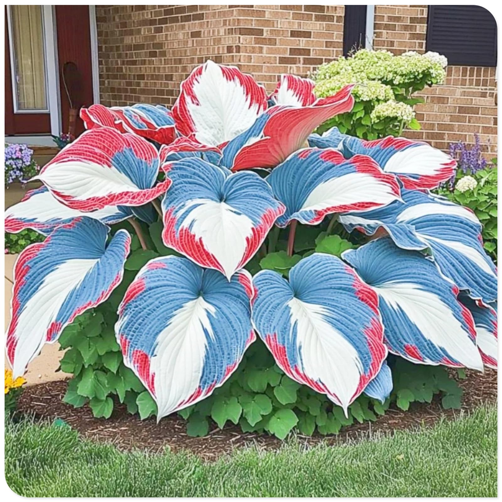 Hosta Bulbs Fall Planting UK/Plants/Rhizome/Resistant/Bedding/Gorgeous/Ornamental/Potted/Hosta Plant-H-8 Bulbs