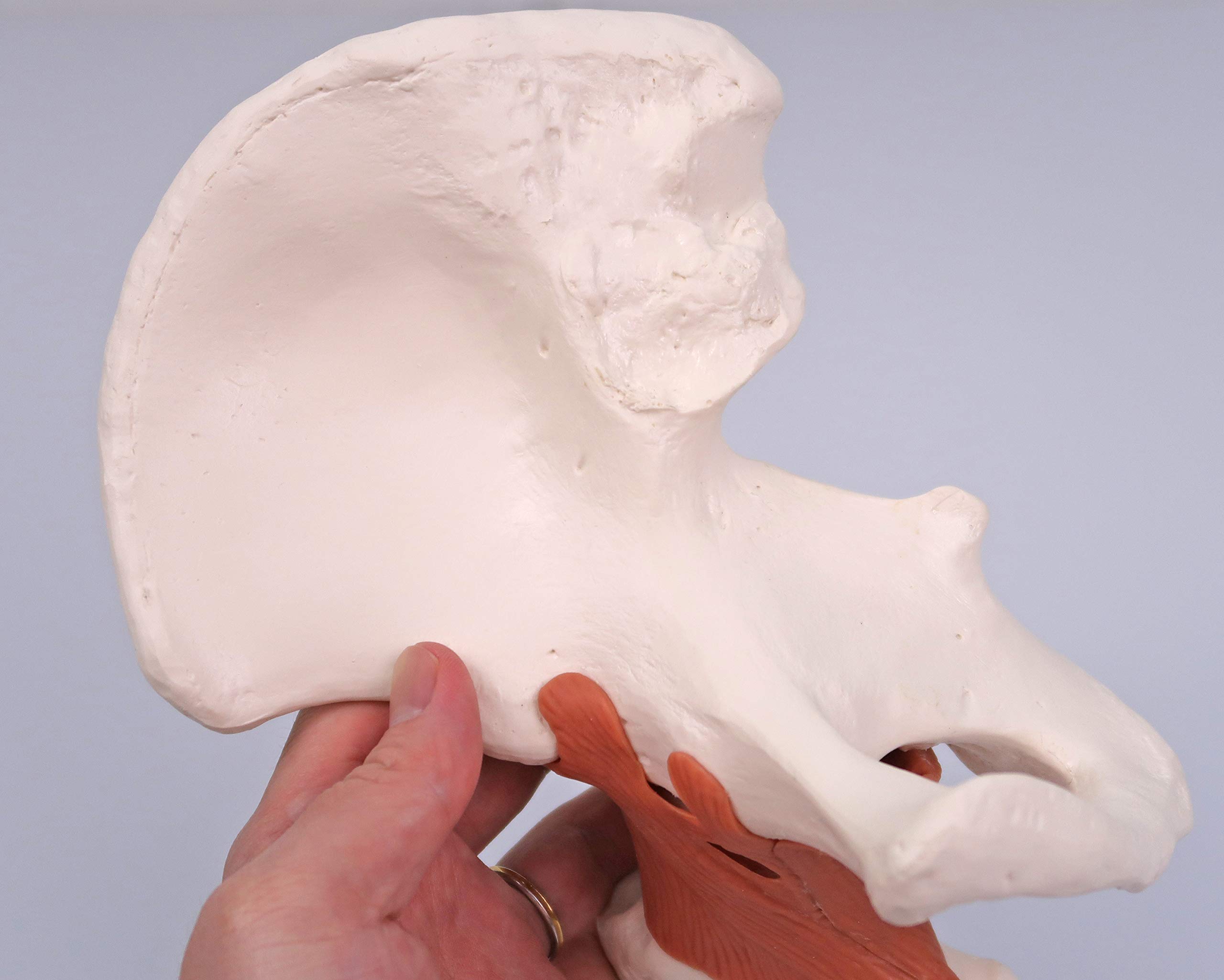 3B Scientific A81 Articolazione dell'Anca, Modello Funzionale + software gratuito di anatomia - 3B Smart Anatomy