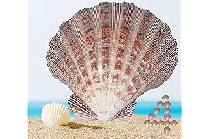 Glossy Coquille St. Jacques Baking Shells for Home Décor