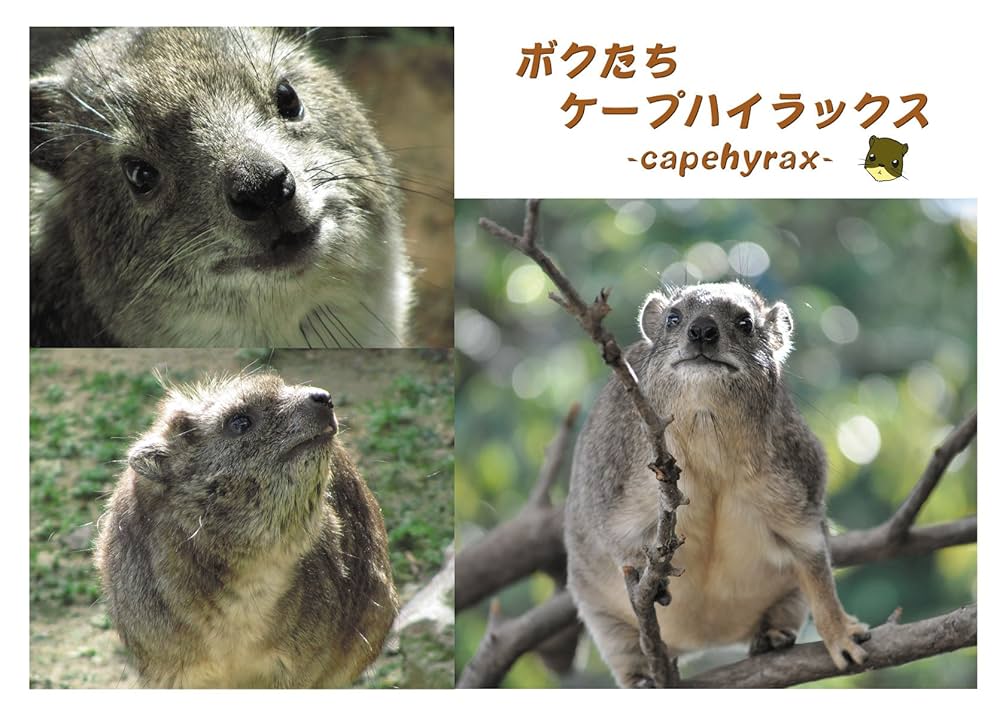 Amazon.co.jp: ボクたちケープハイラックス : 陬生: 本