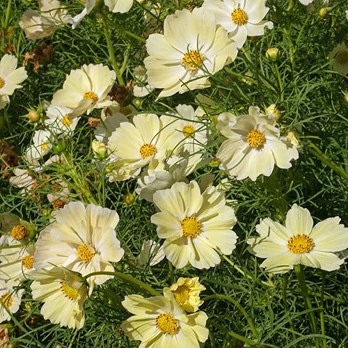 Miniatura 6 de QAUZUY GARDEN 1000 semillas amarillas de cosmos para plantar, hermosas flores de reliquia, fáciles de cultivar, crecimiento rápido, gran regalo de
