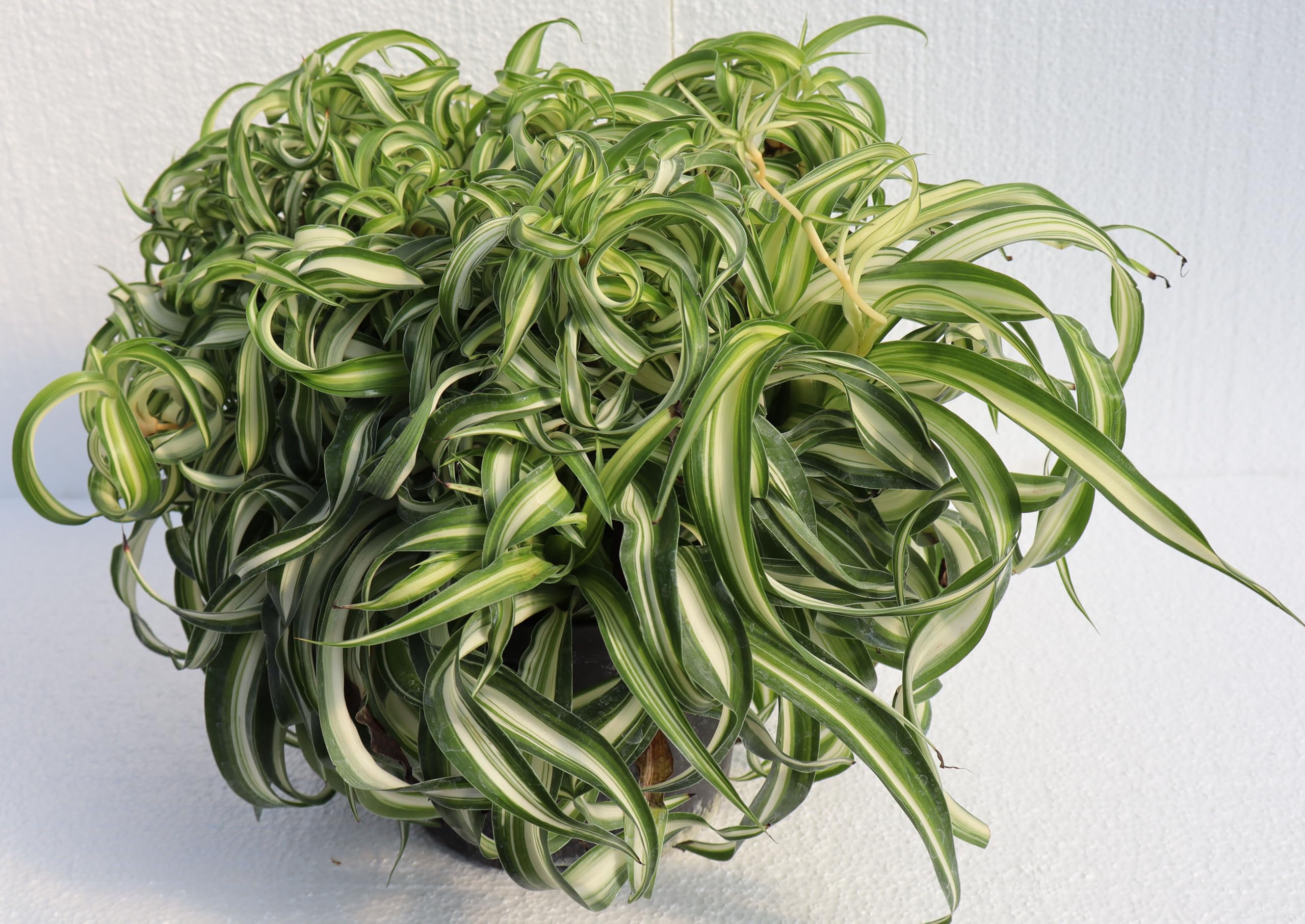 Amazon.com : Bonnie Curly Spider Plant - 6'' Pot Fully Grown with Babies in  Sunny Kansas : Patio, Lawn & Garden
