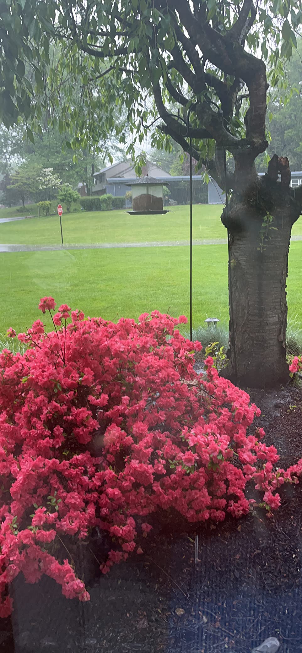 Trust me…birds DO NOT like this seed😢