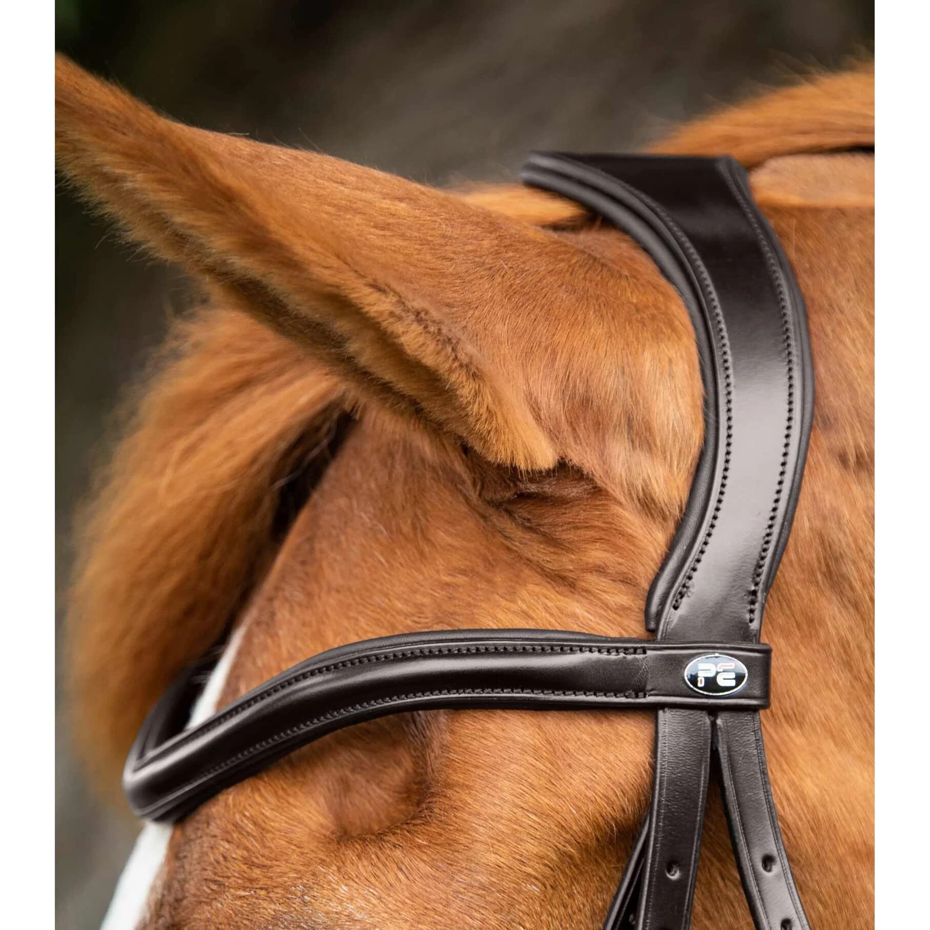 Premier Equine Cabezada Glorioso