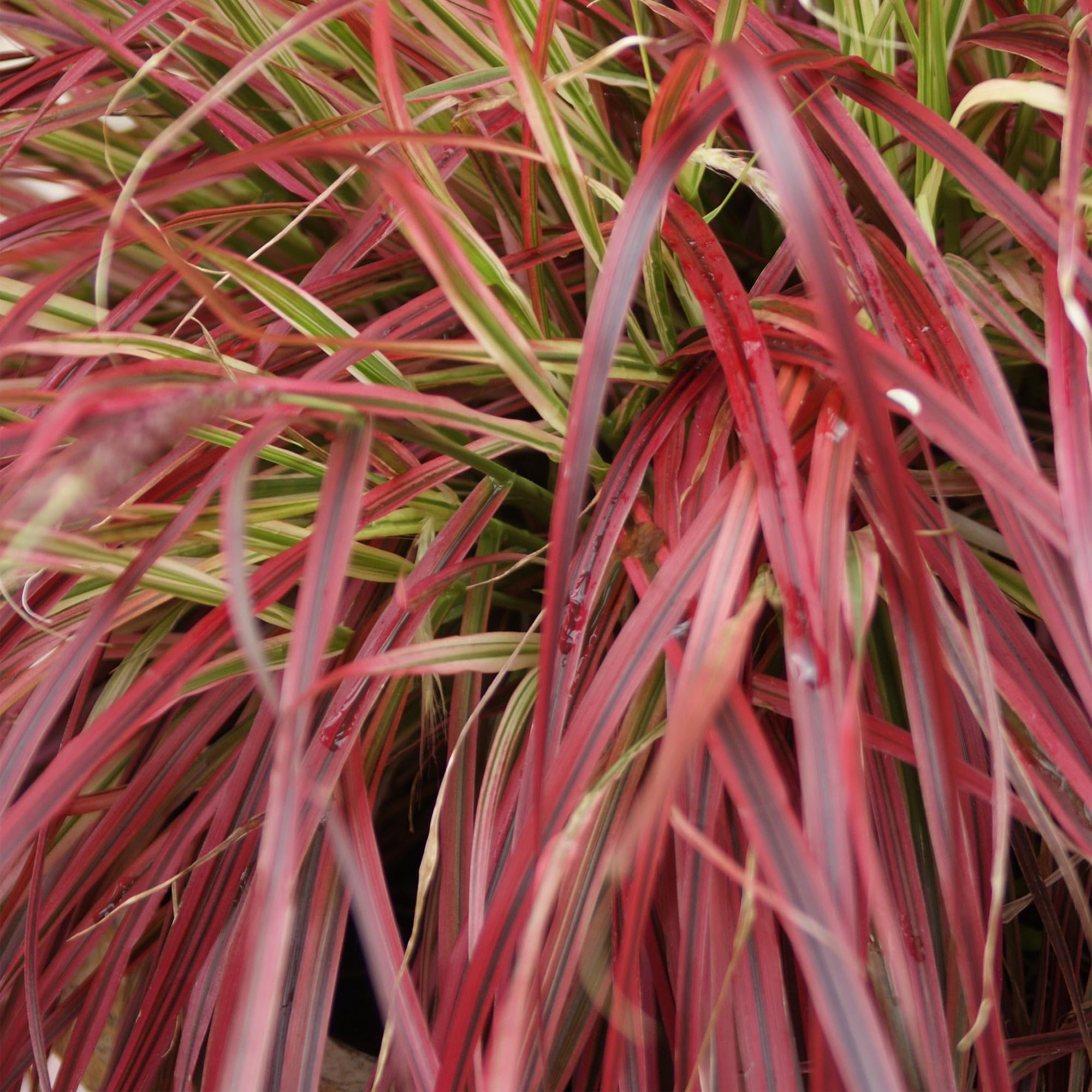 Trawa mahoń, Uncinia rubra Everflame, 4 rośliny, zimozielona, trawa ozdobna z czerwonymi liśćmi, łatwa w pielęgnacji, Ø 17 cm, wysokość ok. 50 cm