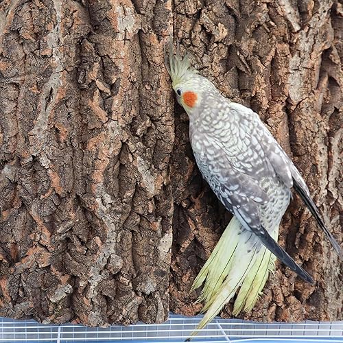 Miniatura 4 de Paquete de 2 perchas de corcho 100% natural de 16 x 12 pulgadas, tablas de asiento de corcho para pájaros, accesorios de decoración de corteza de