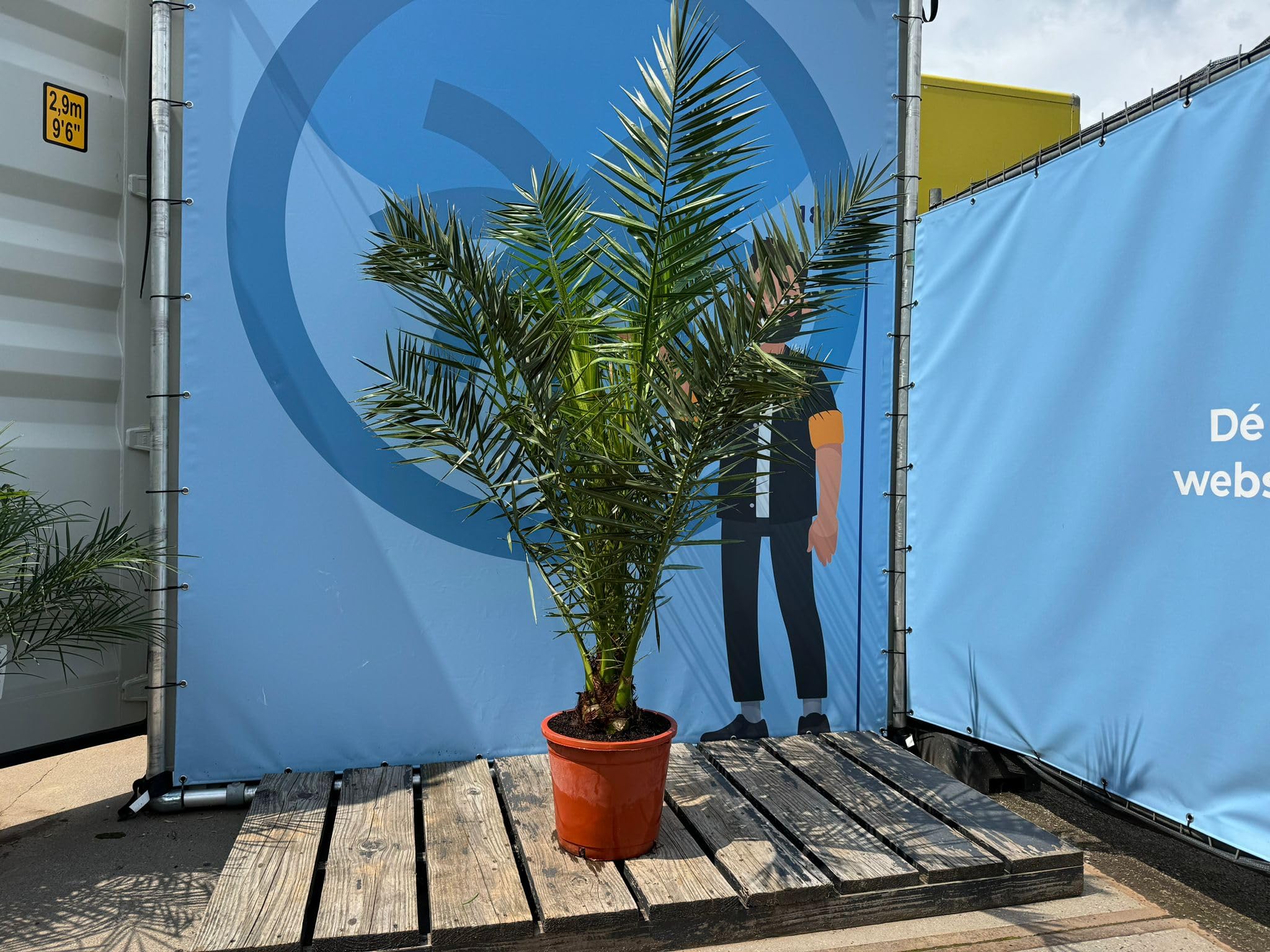 Sunny Tree - Palme - Phoenix canariensis -160 Zentimeter - Kanarische Dattelpalme - Palme für den Innen- und Außenbereich - Exotische Pflanzen - Gartenpalme - A+