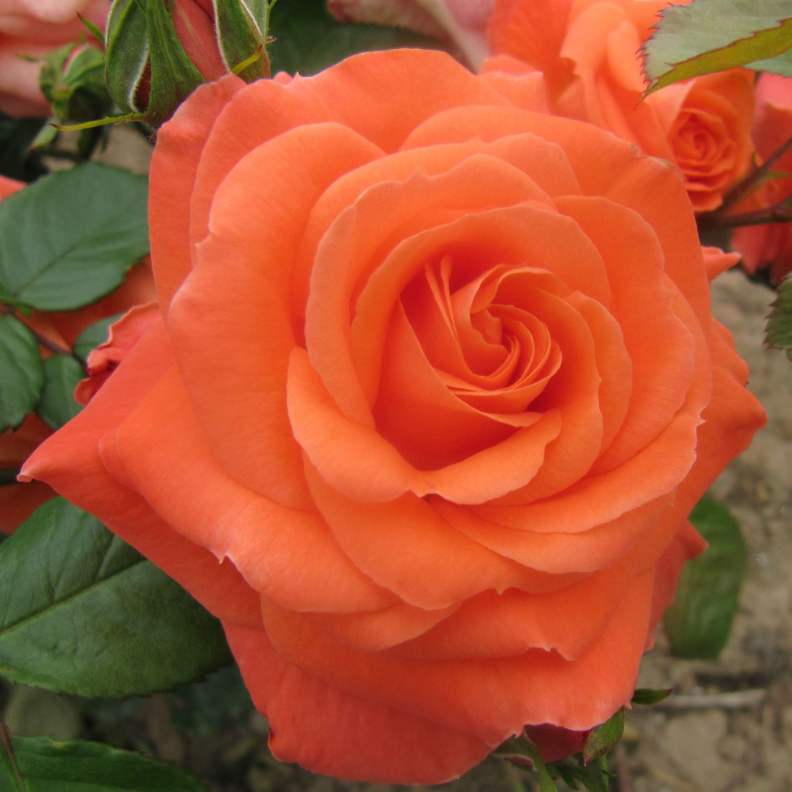 Newsflash - 5.5lt Potted Floribunda Garden Rose Bush - Tangerine Orange Blooms, Strong Fragrance