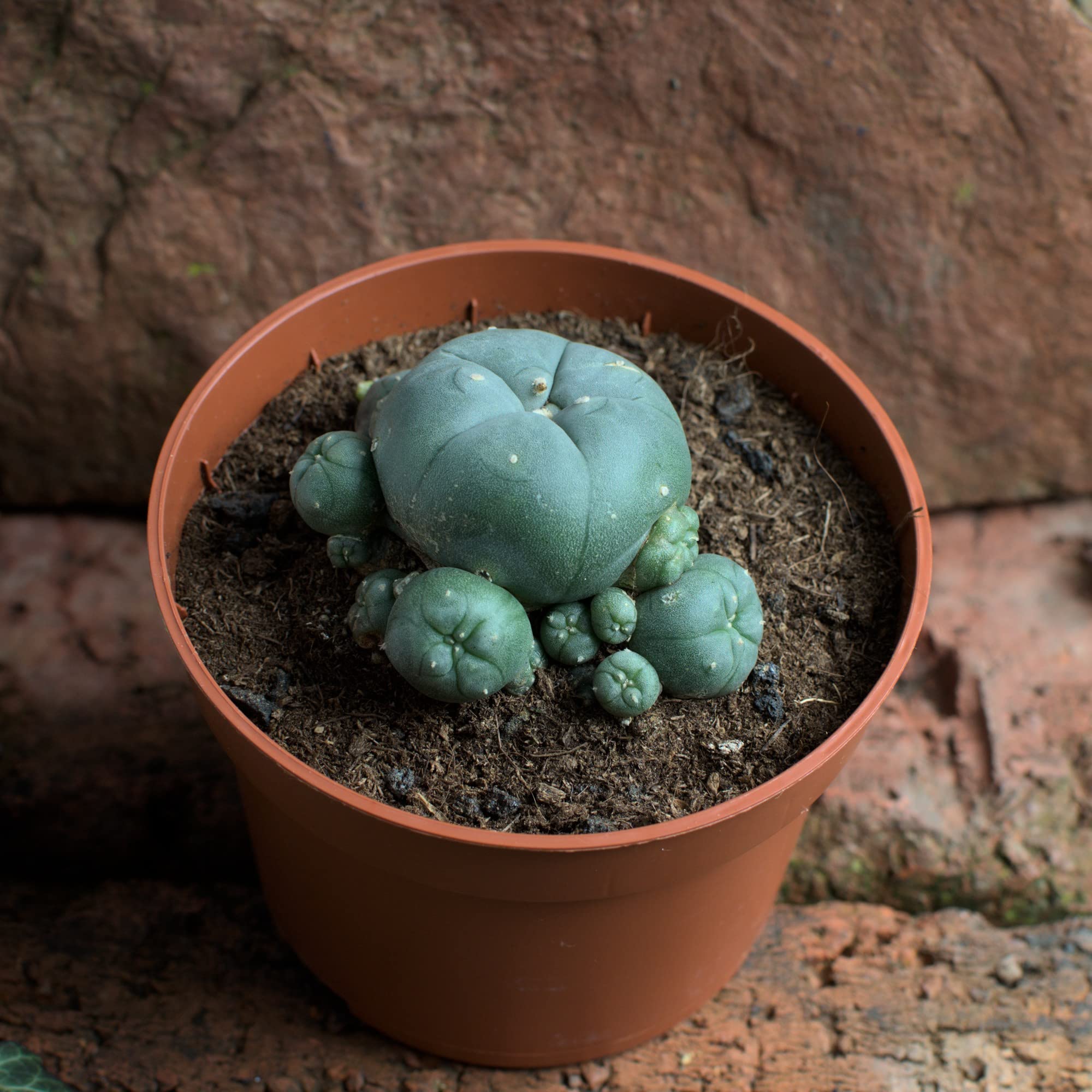 Lophophora williamsii caespitosa mín. 6 cm