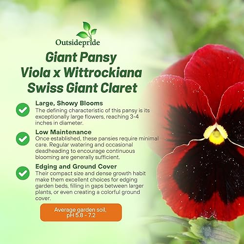 Miniatura 3 de Outsidepride Red Claret - Semillas de pensamiento de viola para plantar, 1,000 unidades. Flores para plantas de remolque, resistentes al frío y