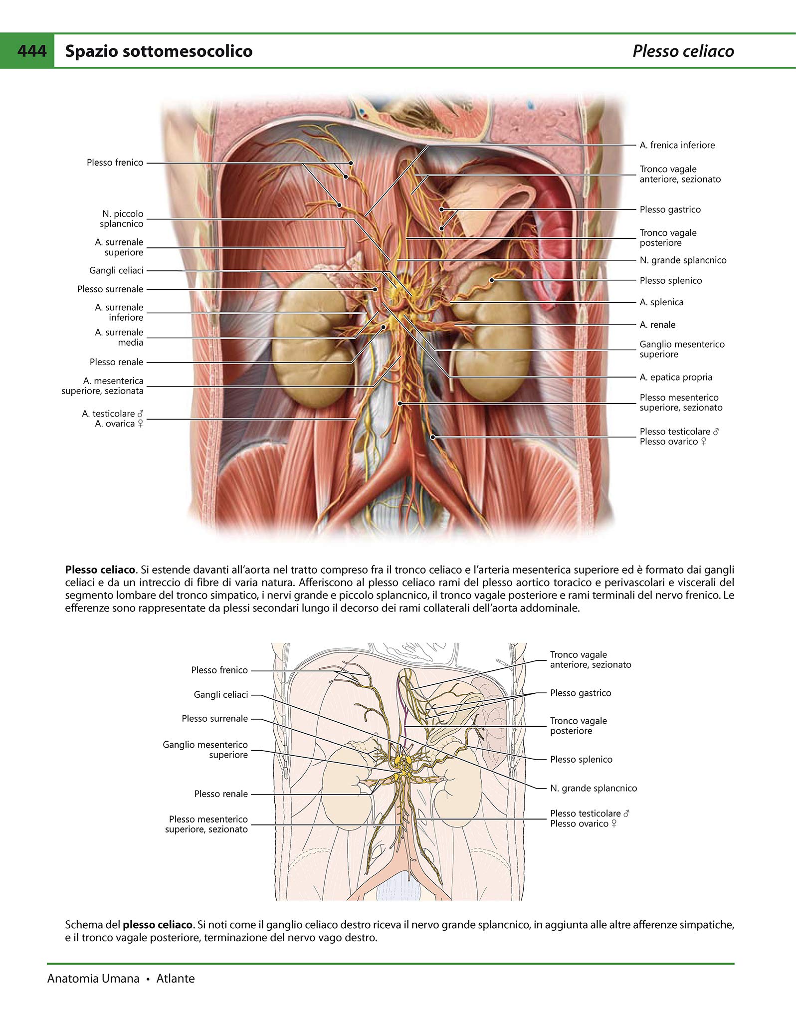 Anatomia umana. Atlante