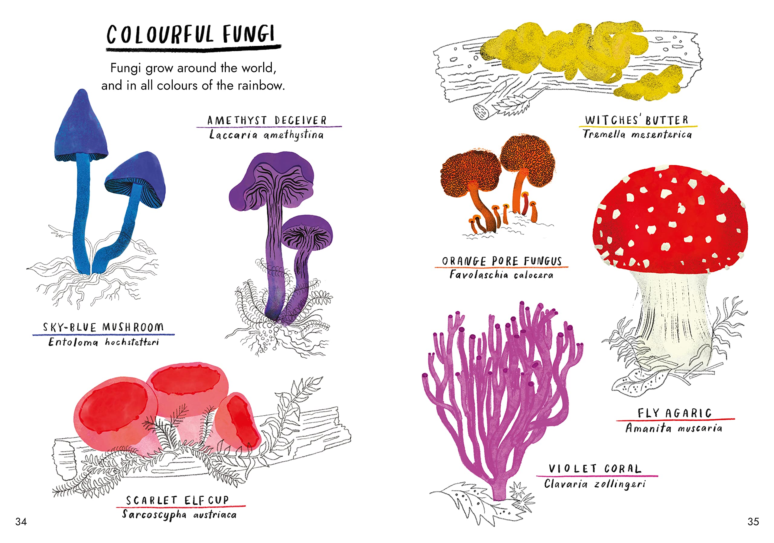 Hello Fungi A Little Guide to Nature /anglais
