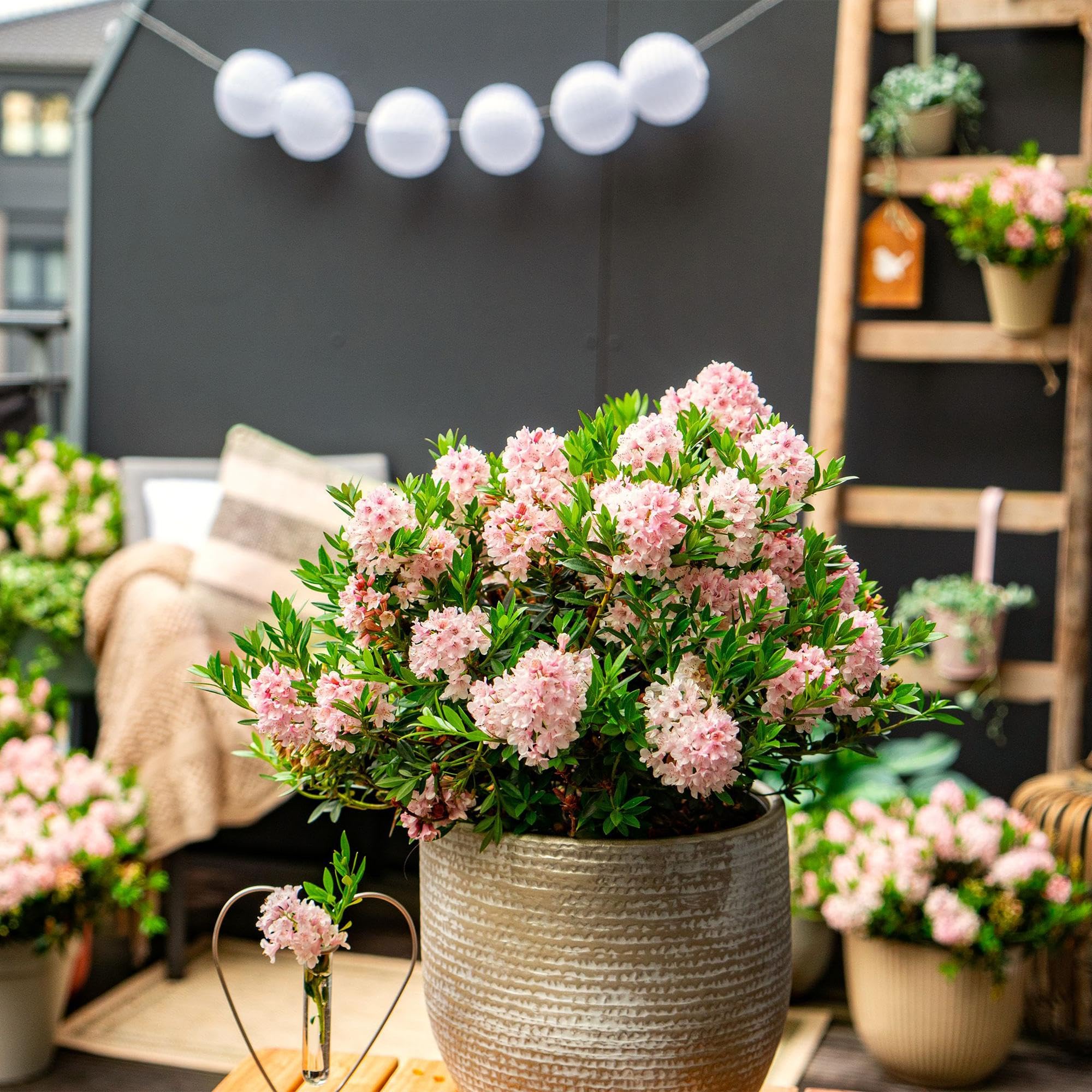 Rhododendron Bloombux Light Pink Zwerg-Rhododendron als 6 Pflanzen 30-40 cm