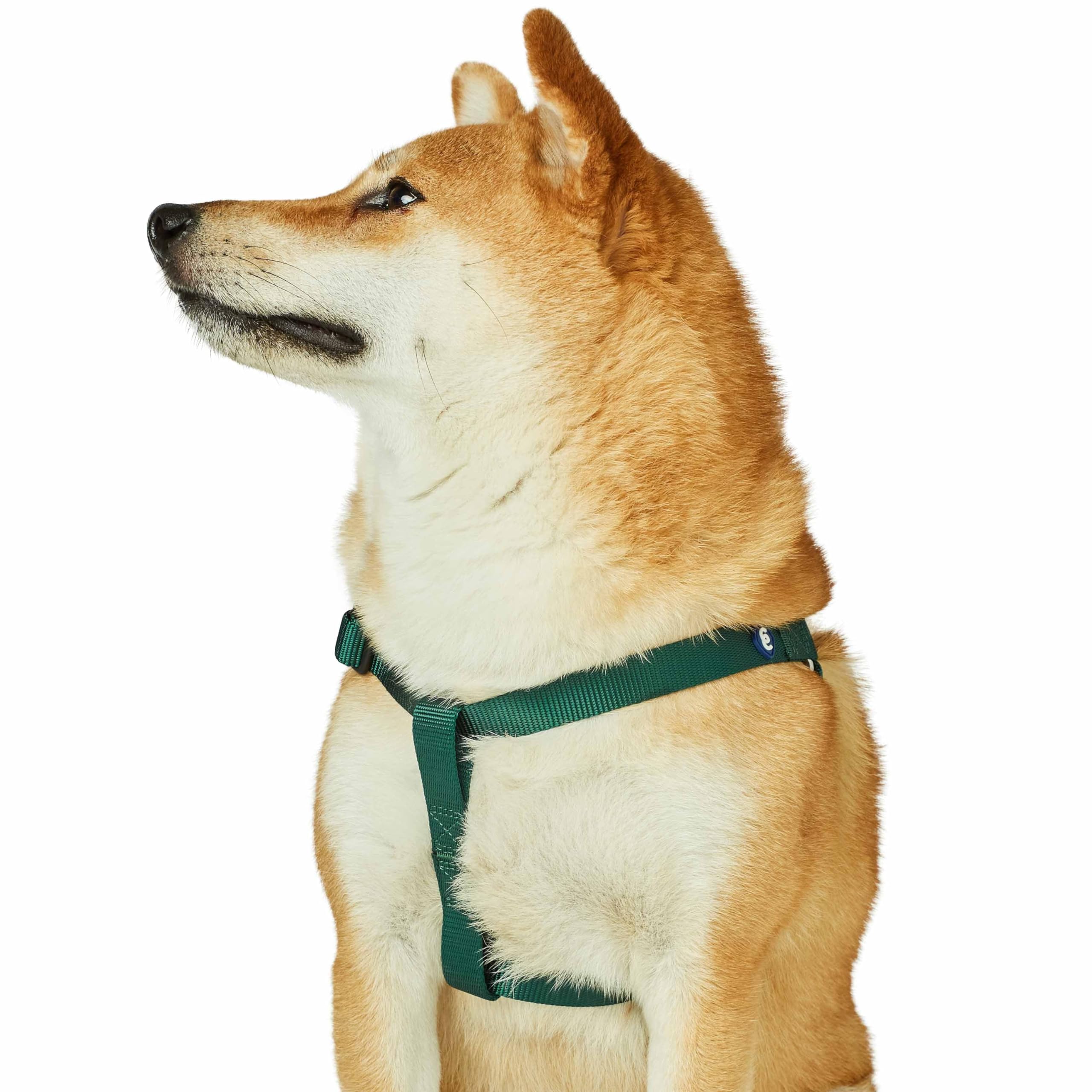 Harnais pour chien réglable en nylon vert Blueberry Pet M
