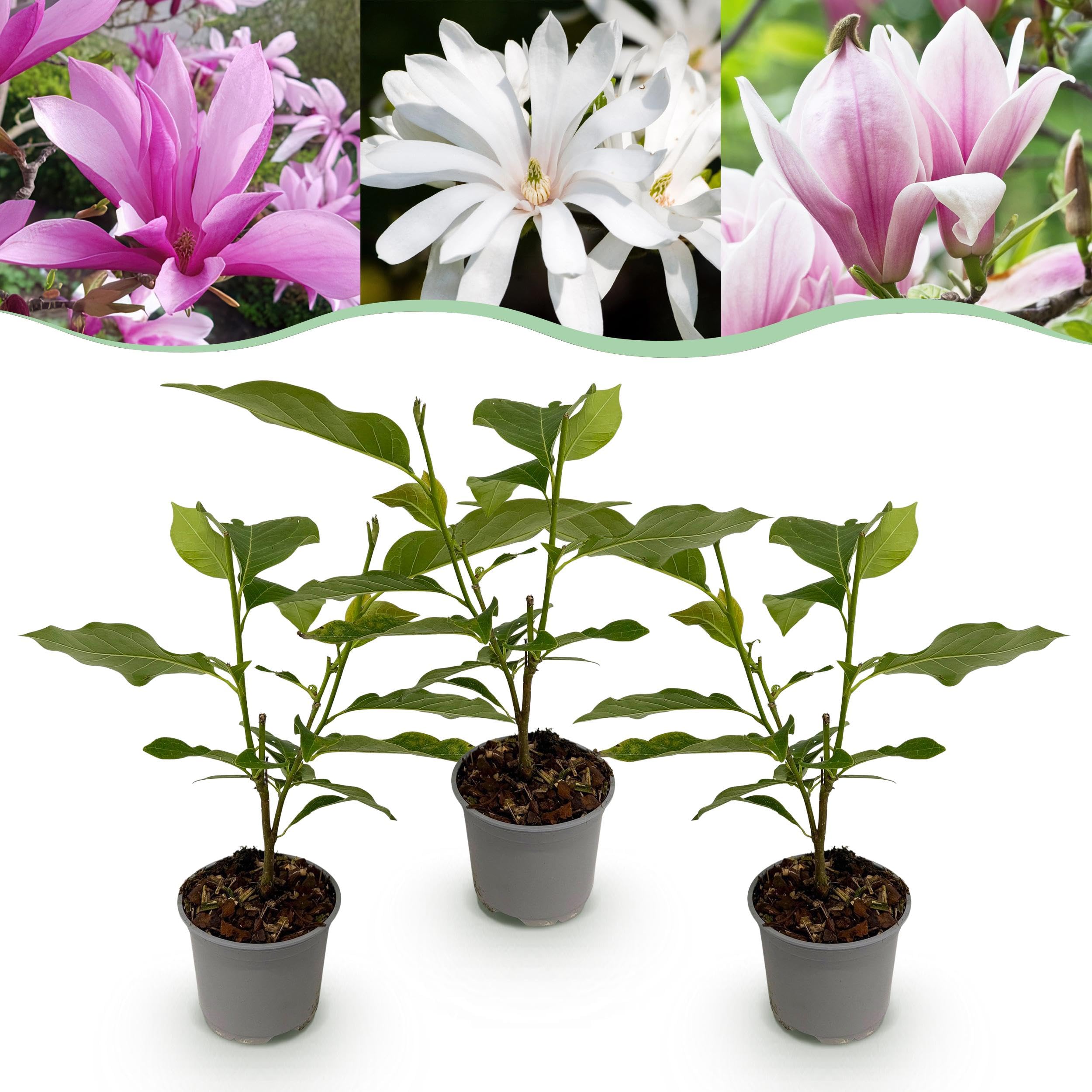 Magnolia Tricolour - Kwiaty biało-różowo-fioletowe - 3 rośliny - Liściaste - Niskie wymagania pielęgnacyjne - 30cm - Ø12cm - Roślina ogrodowa