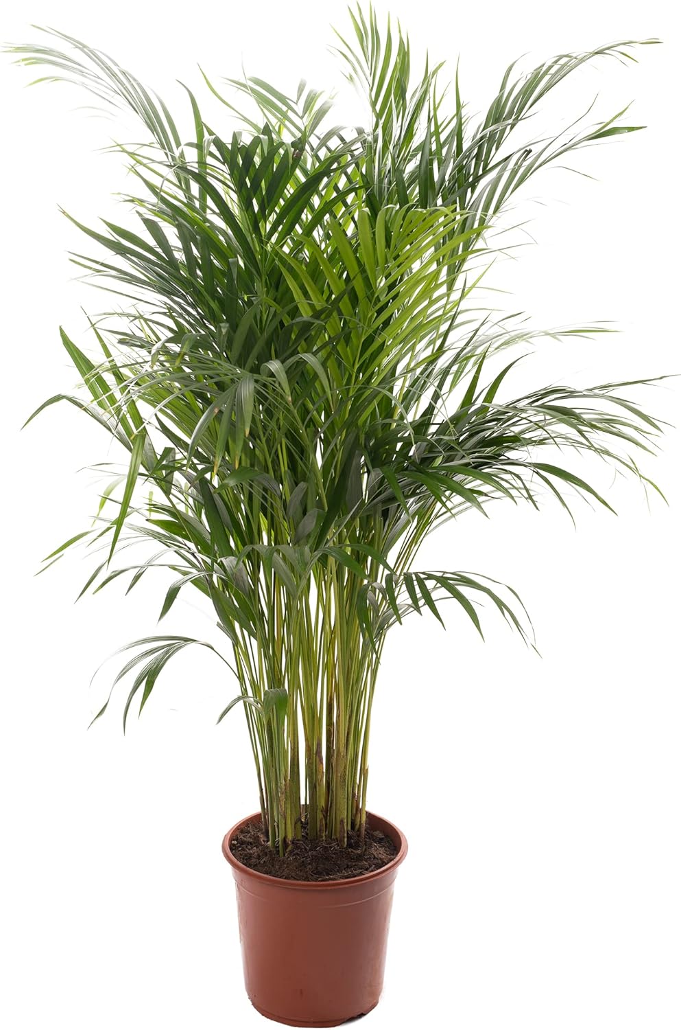 Areca Palm Large Indoor House Plant Real Tropical Exotic Evergreen Tall