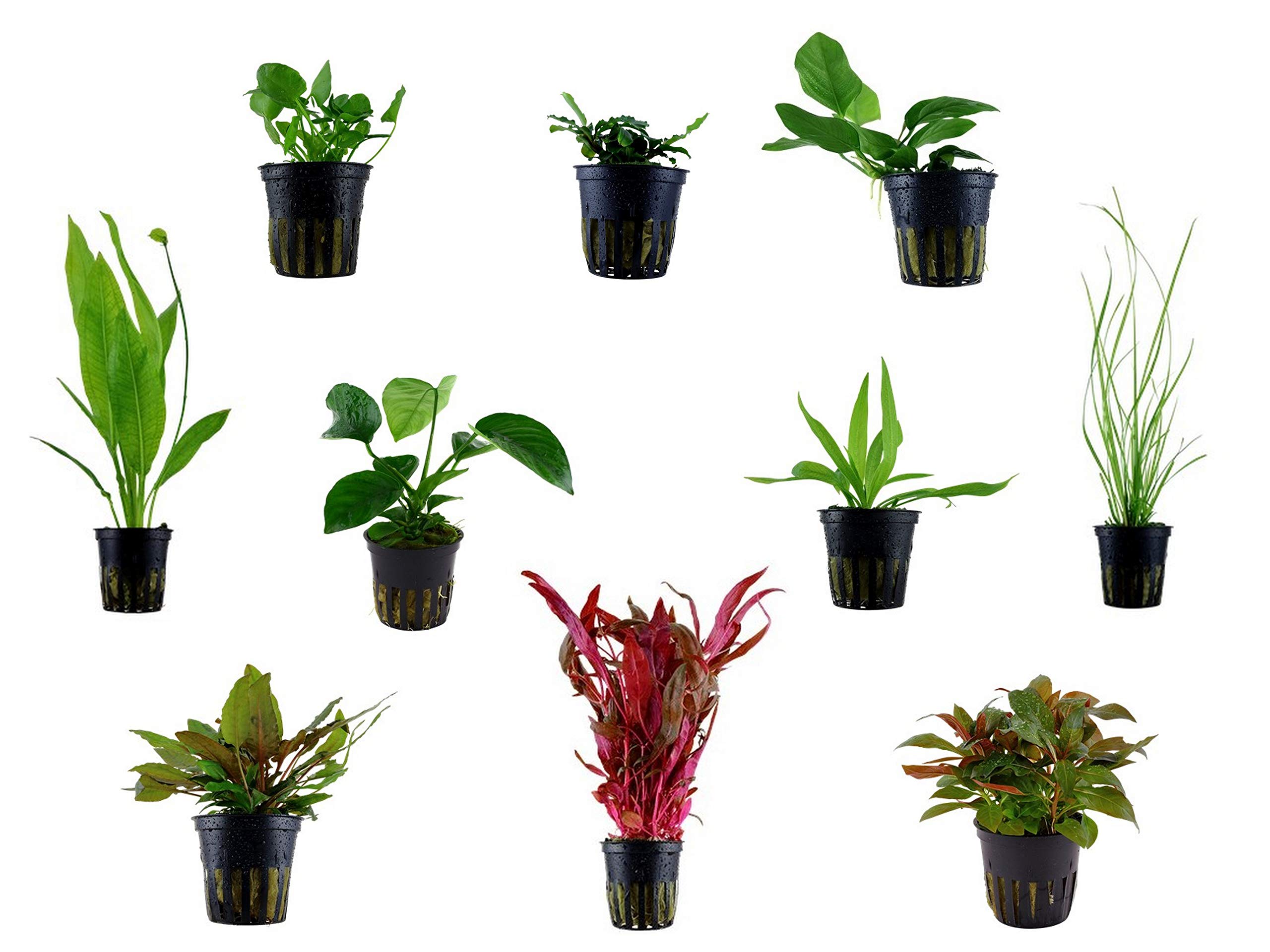 Tropica Einsteiger Maxi Set mit 10 Topf Pflanzen Aquariumpflanzenset Nr.37 Wasserpflanzen Aquarium Aquariumpflanzen
