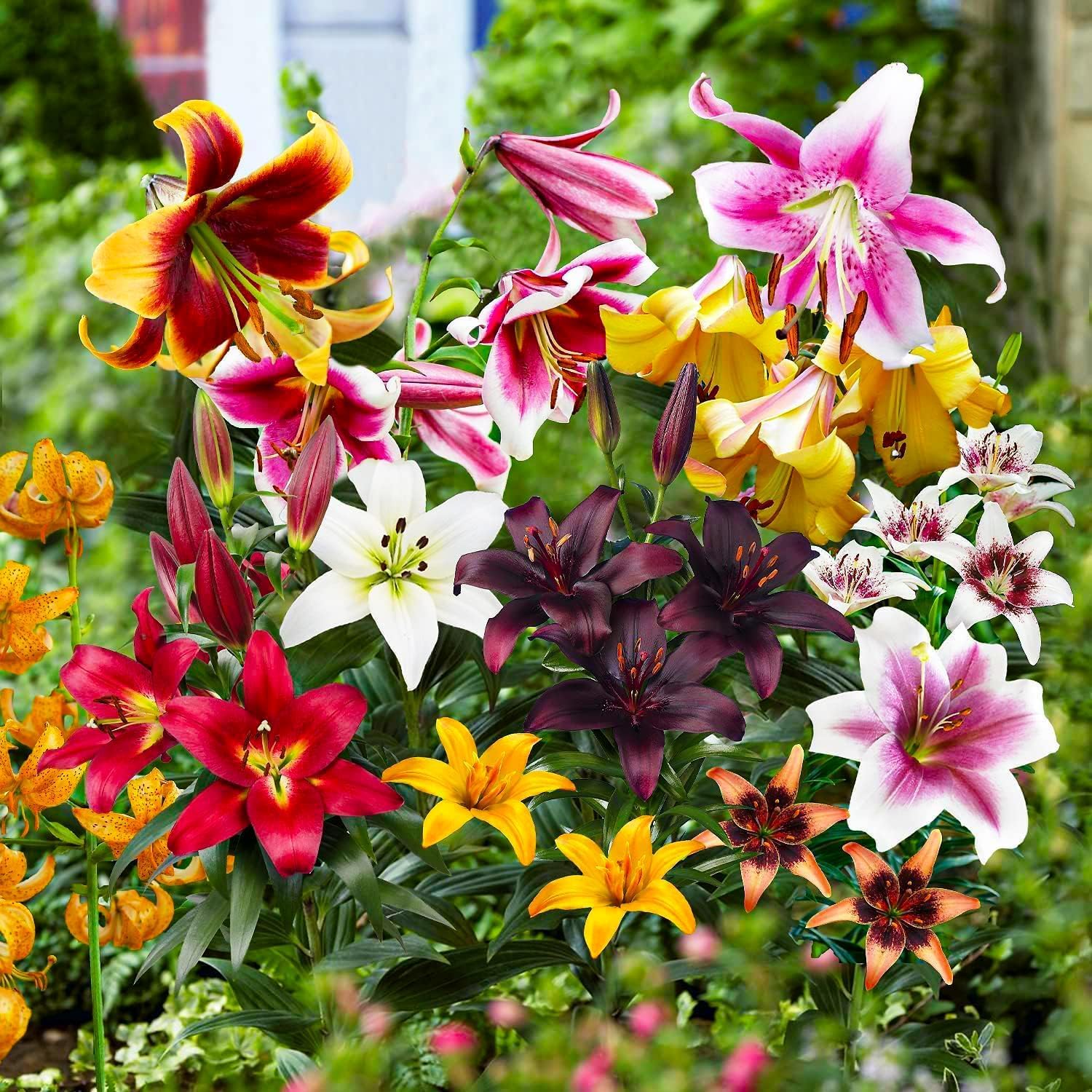 Bulbes De Lys Pretty Woman - Lot De 3, Gros Bulbes (14-16cm), Fleurs Géantes, Pour Jardin Ou Pot