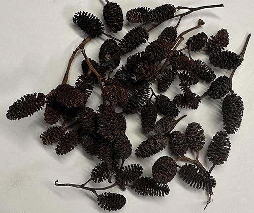 Miniatura 3 de Awesome Aquatic - Tanque de conos de aliso y casuarina promueve el hábitat natural, la reproducción, la producción de taninos mejora la inmunidad,