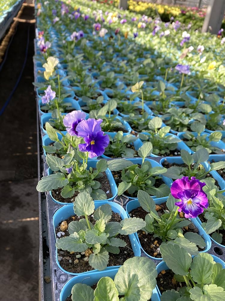 Amazon | フリル咲きビオラ 花色おまかせ(淡色4株+濃色4株) 花苗 8株