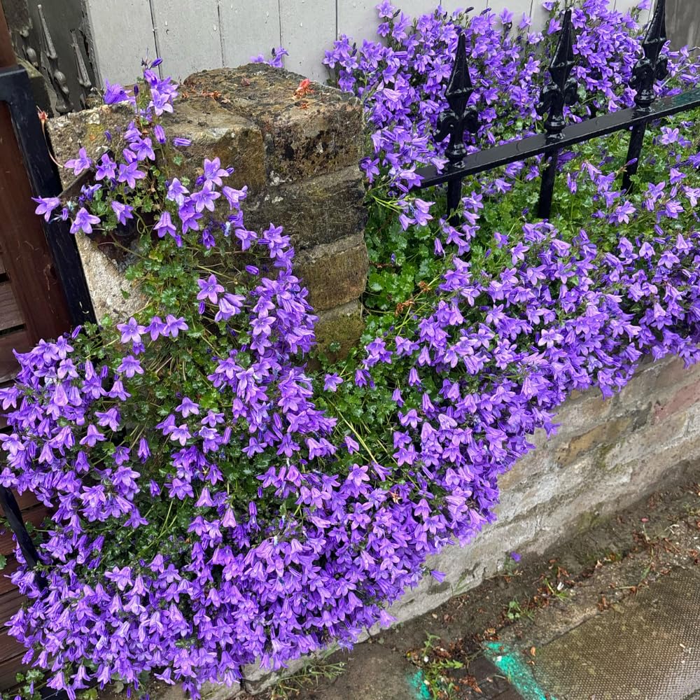 Amazon.com : Blue Campanula Plant 2.5 Inches Potted, Campanula Plant Live, Bellflower  Plants : Patio, Lawn & Garden