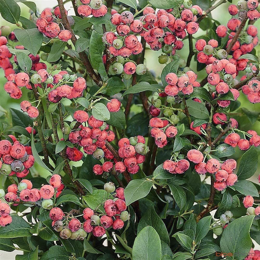 Blueberry Vaccinium 'Pink Lemonade' Deciduous Hardy Bushy Fruit Shrub | 9cm Pots