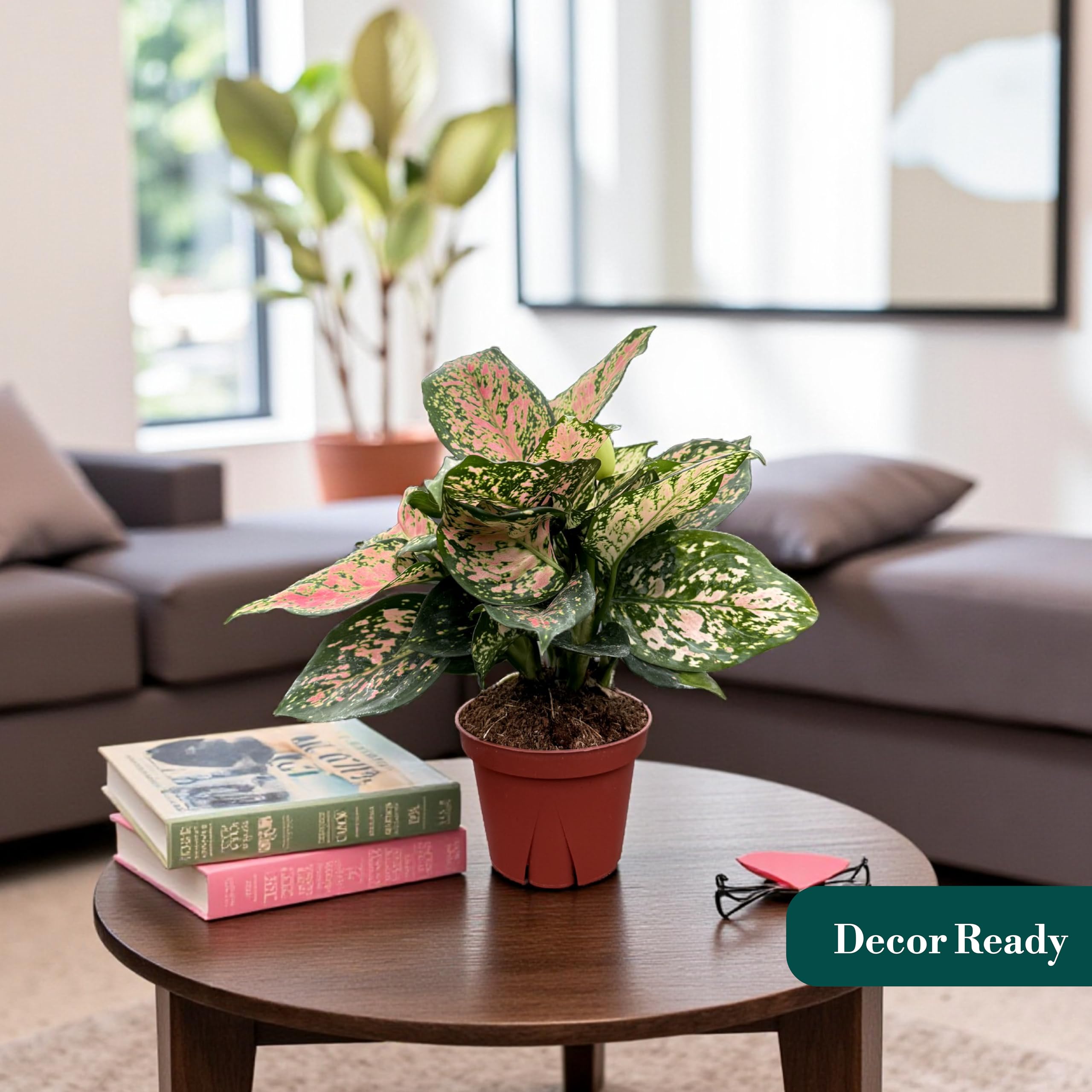 best fertilizer for fiddle leaf fig Fiddle Leaf Fig Plant Food : Fiddle Leaf Treats Fertilizer main image 0