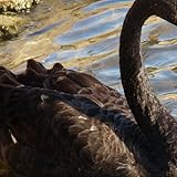 Black Swan Wallpaper -- HD Wallpapers of Black S