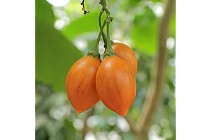 Premium Solanum Betaceum Seeds Pack for Gardeners seeking Tamarillo Fruit & Berries