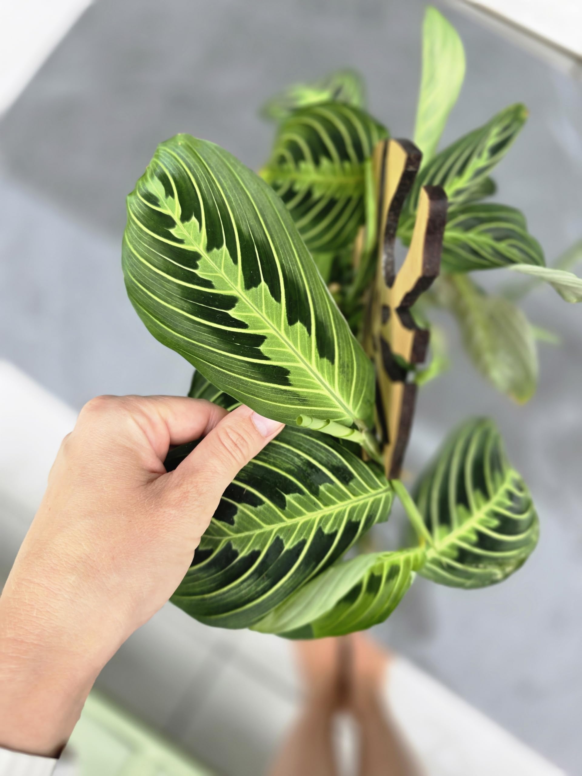 Woodream Monstera Pflanzenstütze aus Eichenholz 60 cm | Größe L | Natürliches Rankgitter - Blumengitter - Rankhilfe | Für Zimmerpflanzen | Innenraum Dekoration | Für Pflanzenliebhaber