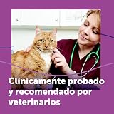 Ver la foto 8