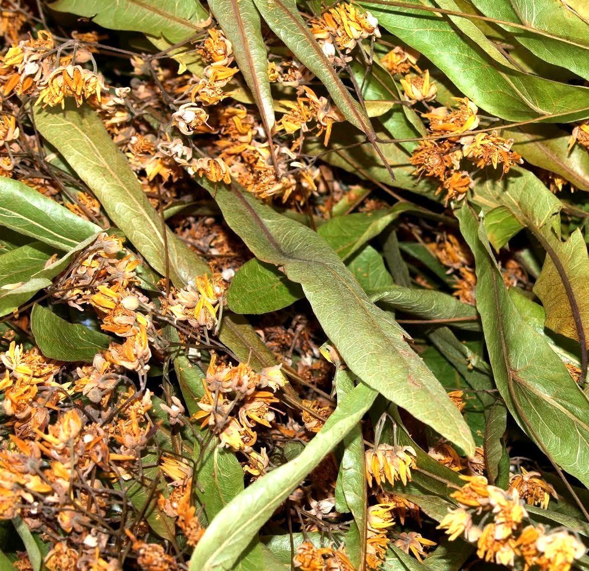 Greek Infusion Herbs Linden 35g THIS PRODUCT IT IS ORIGINAL FROM GREEK DELICATESSEN SELLER