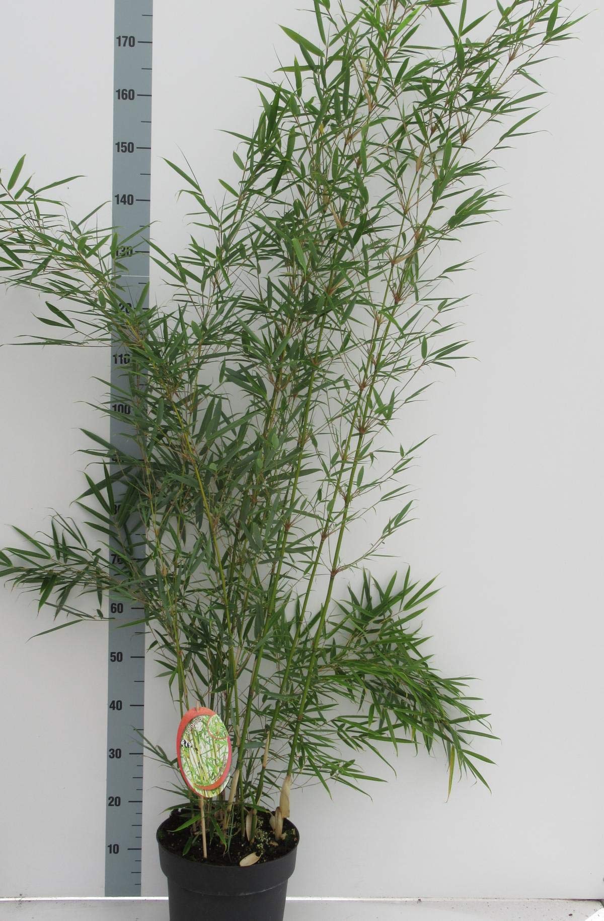 gummibaum verkaufen SPECIAL OFFER Groer Gummibaum, 100cm  Green Me Up