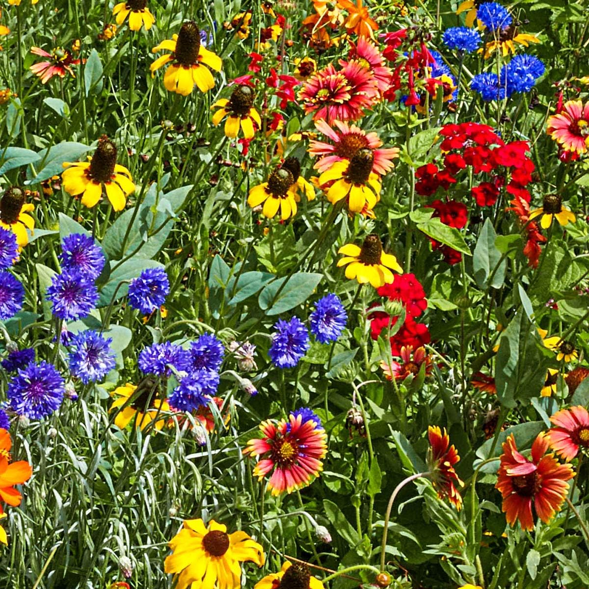 Are Wildflowers Perennials