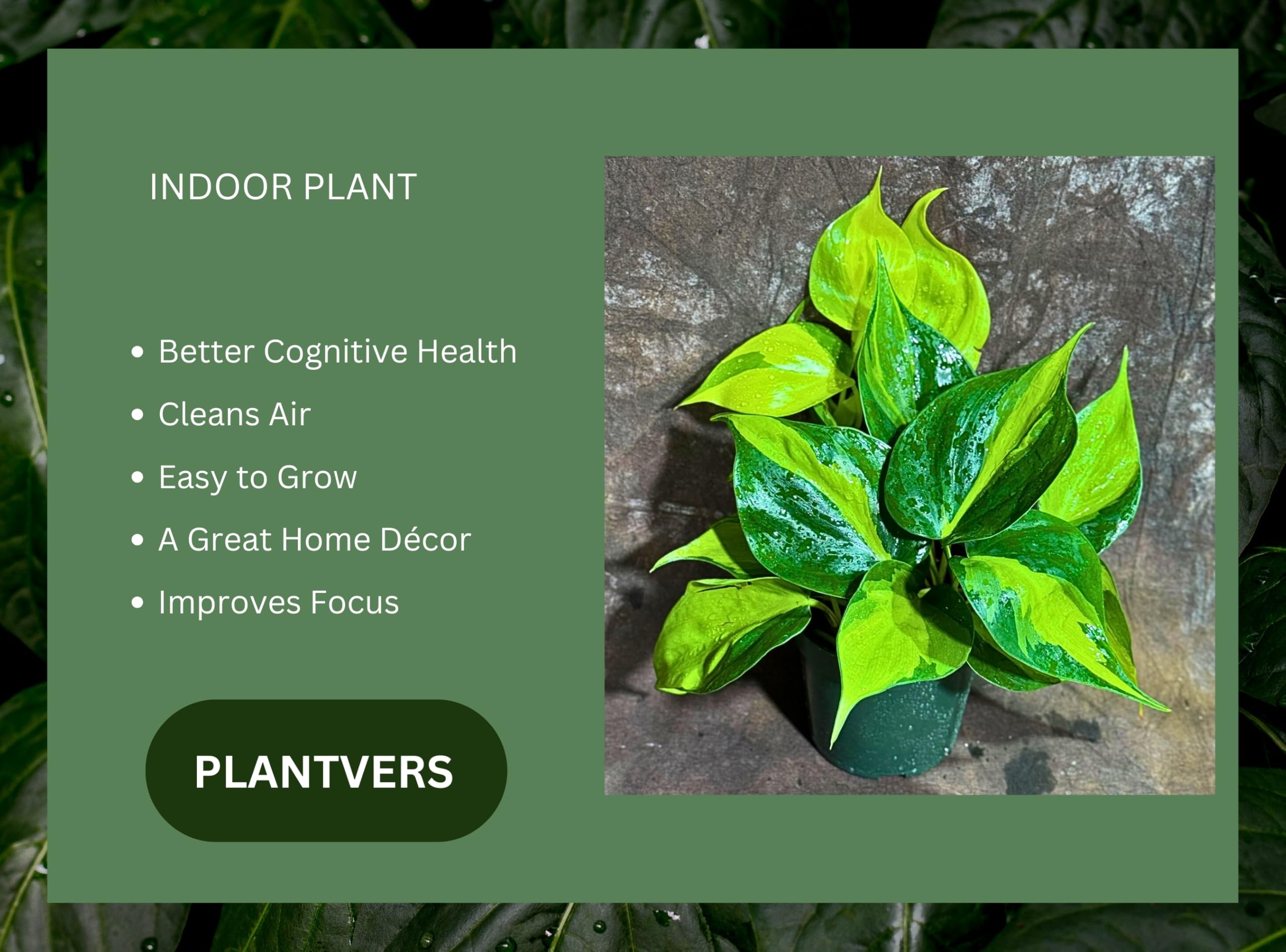 Amazon.com : PLANTVERS Brazil Philodendron in 4" Pot  Philodendron  Hederaceum 'Brasil'  Trailing Vine Plant  Low Maintenance Indoor Plant   Vibrant Foliage  Air Purifying & Pet-Friendly Houseplant : Patio, Lawn &  Garden