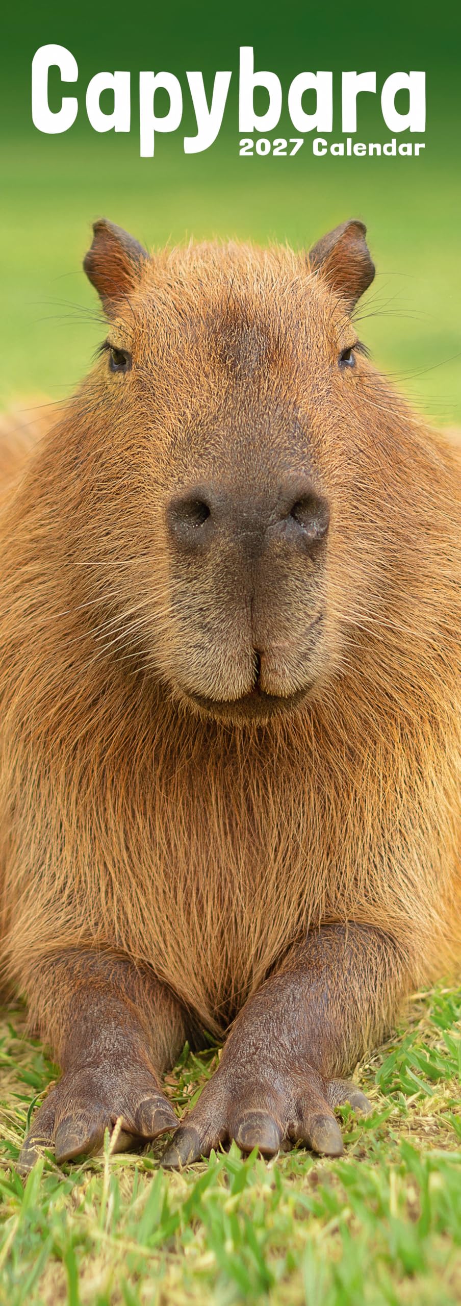 Capybara Slim 2027 Calendar | Slimline Wall Calendar | Animal Gift | Plastic Free Packaging | by Avonside Publishing